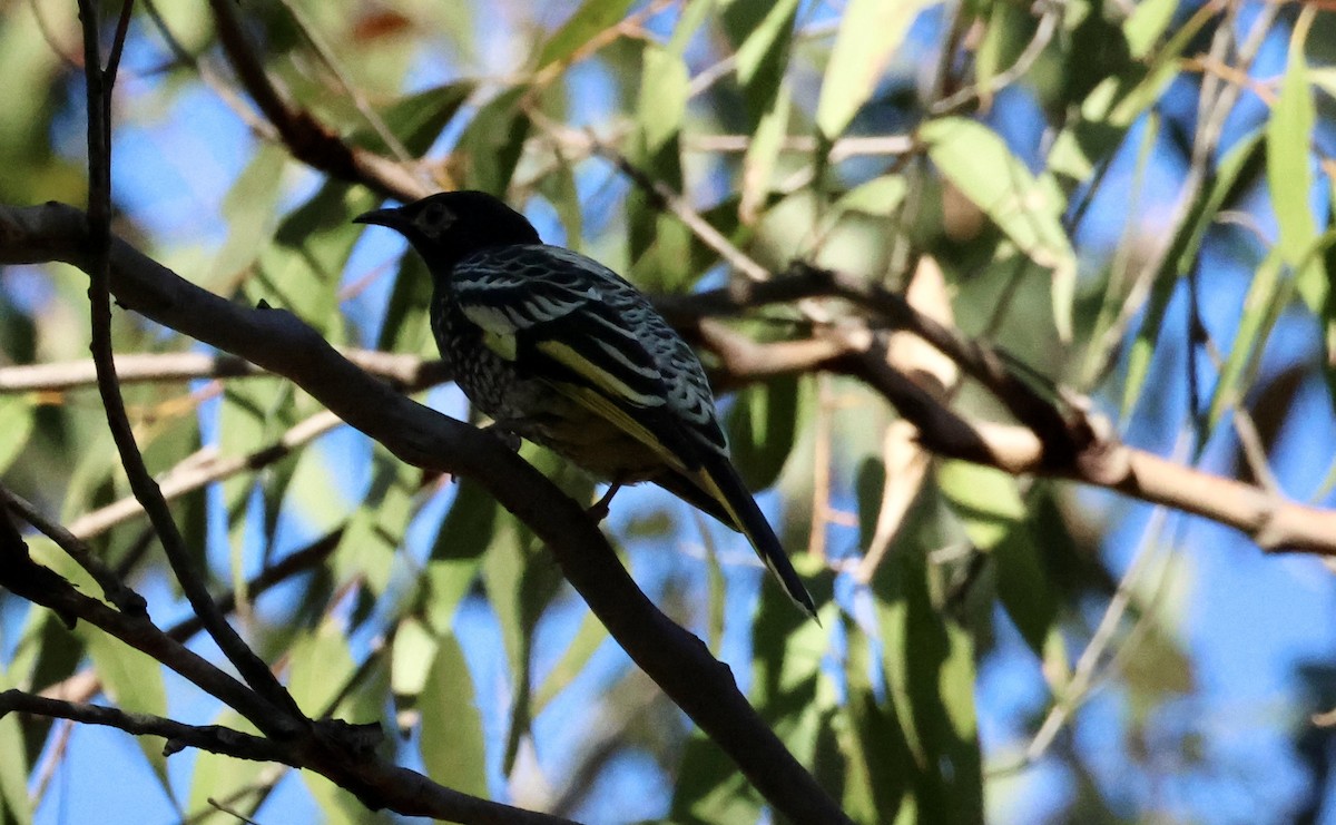 Regent Honeyeater - Kerr Brad