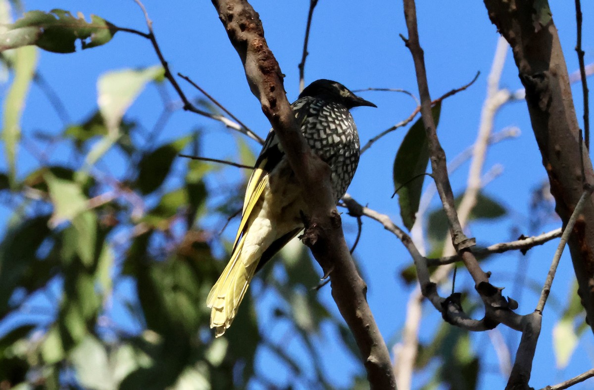 Regent Honeyeater - Kerr Brad