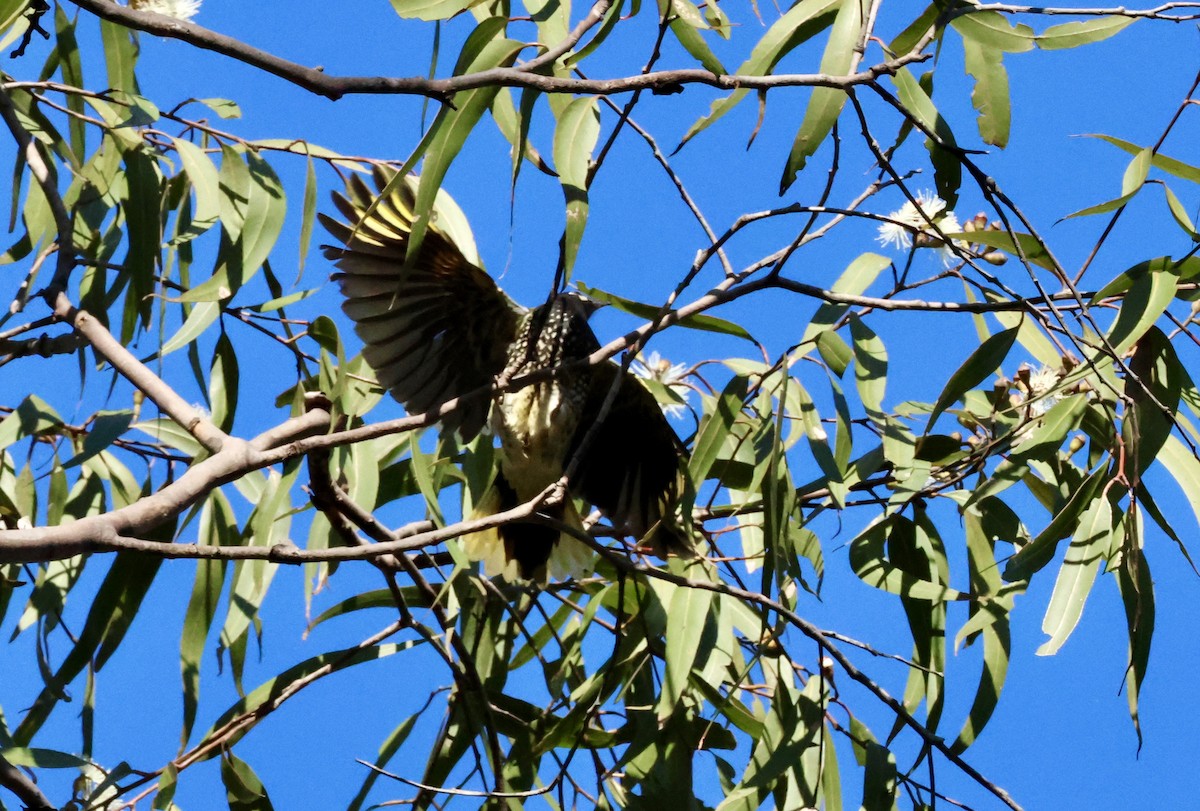 Regent Honeyeater - Kerr Brad