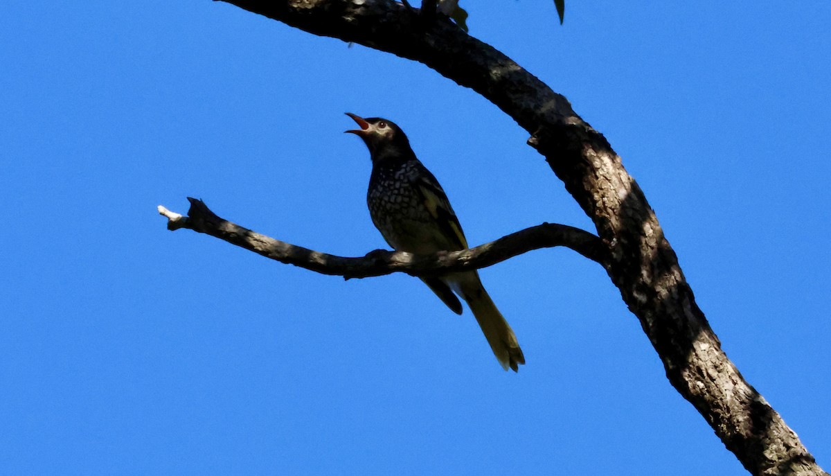 Regent Honeyeater - Kerr Brad