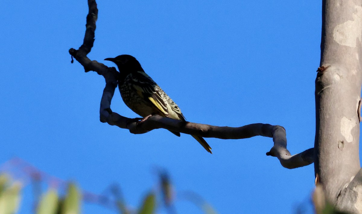 Regent Honeyeater - Kerr Brad