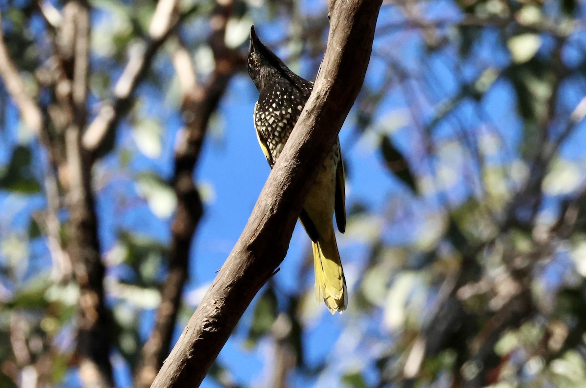 Regent Honeyeater - Kerr Brad