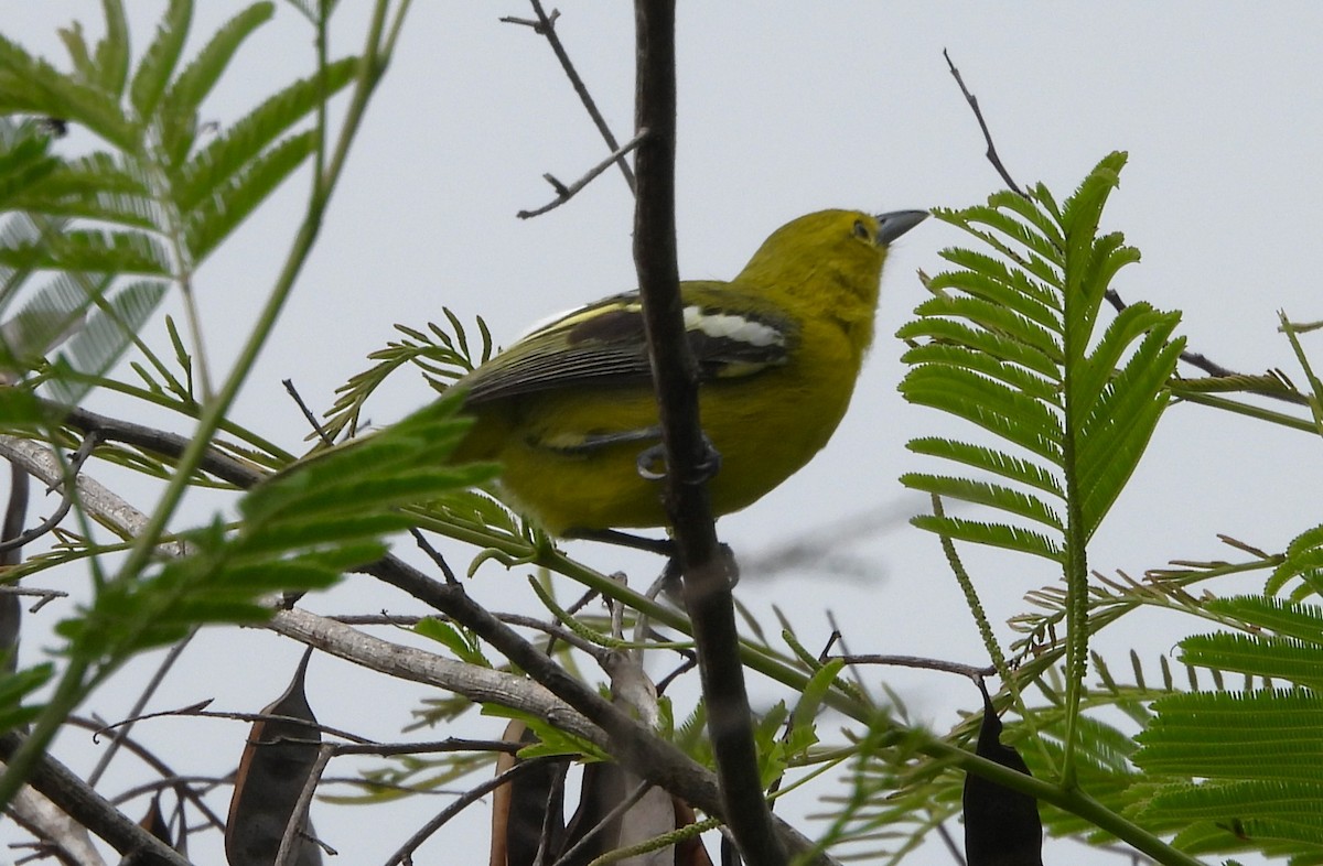 Common Iora - ML619610089