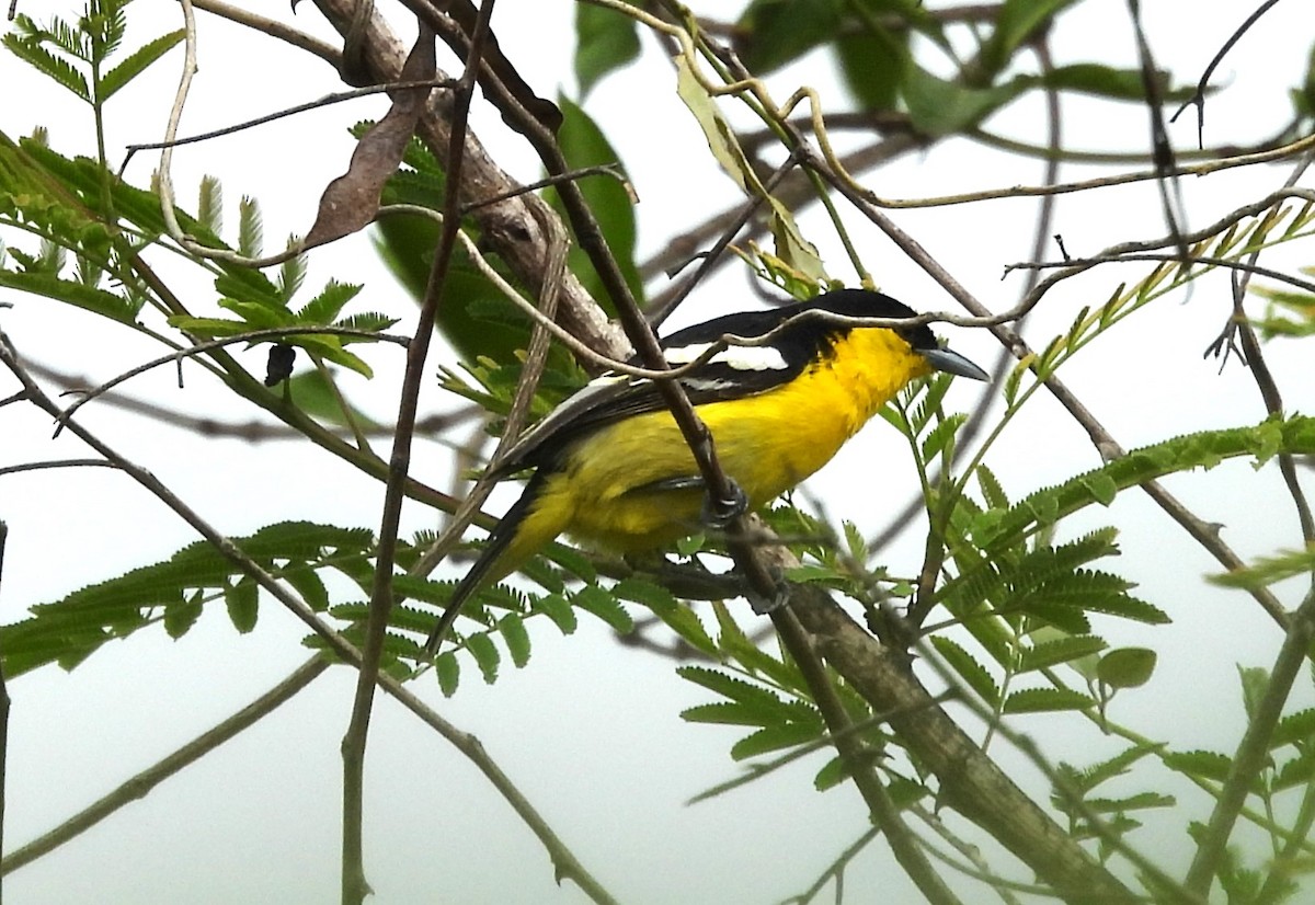 Common Iora - ML619610090