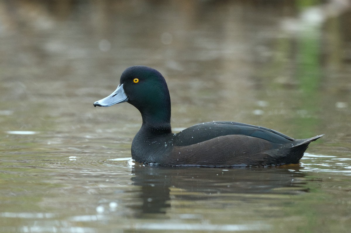 New Zealand Scaup - Emily Jenkins