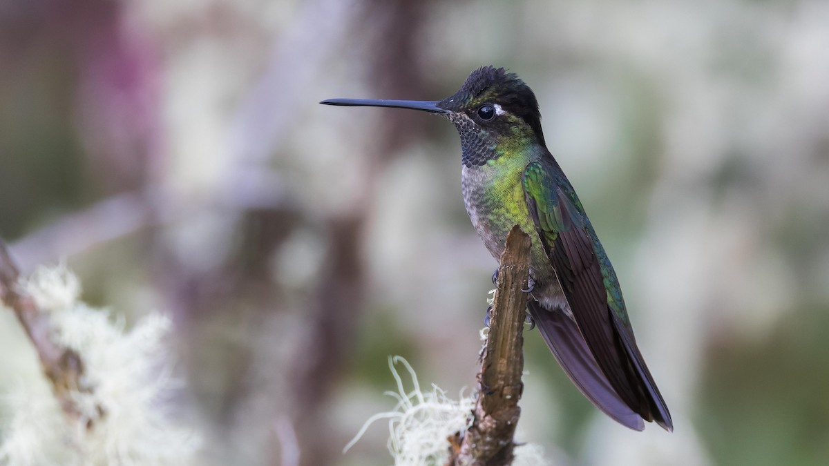 Talamanca Hummingbird - John Andersen