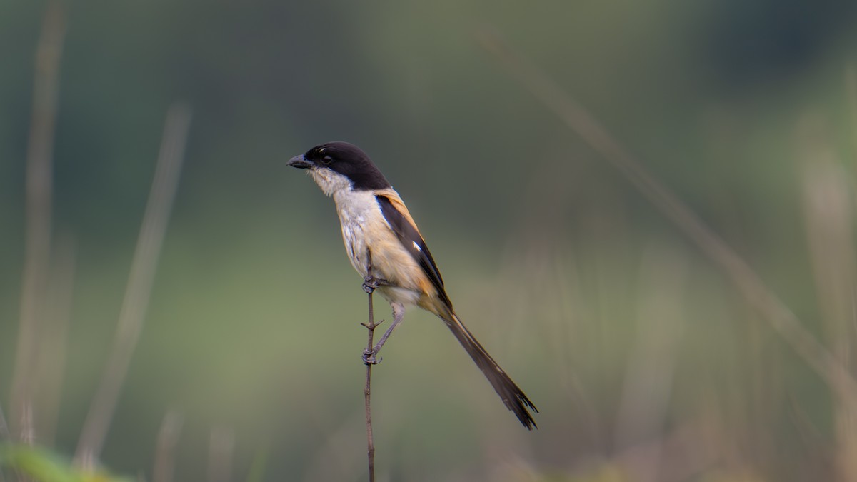 Long-tailed Shrike - Vikas Pawar