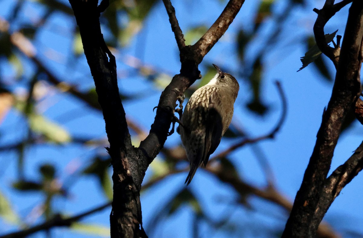 White-throated Treecreeper - Kerr Brad