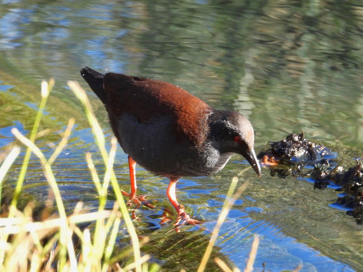 Spotless Crake - Gordon Rich