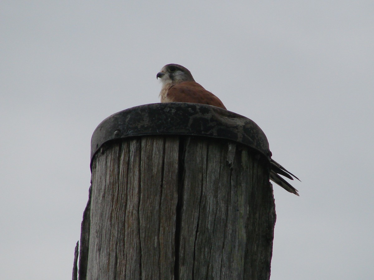 Nankeen Kestrel - Andrew Bishop