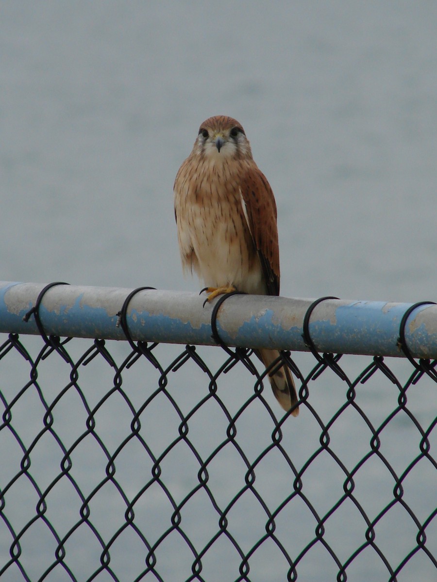 Nankeen Kestrel - Andrew Bishop