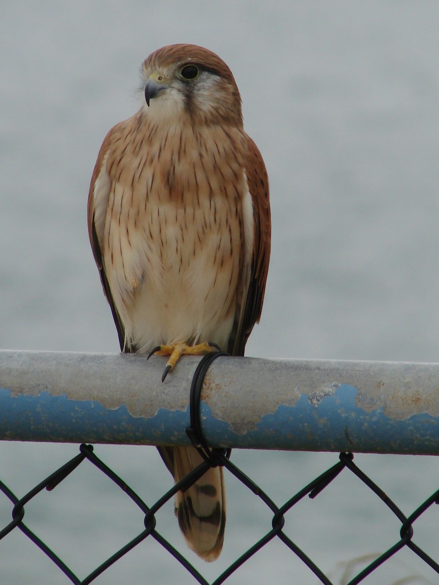 Nankeen Kestrel - Andrew Bishop