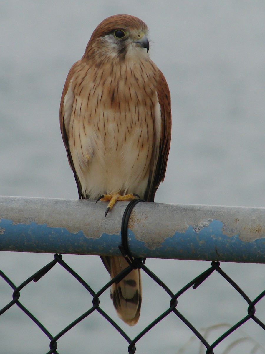 Nankeen Kestrel - Andrew Bishop