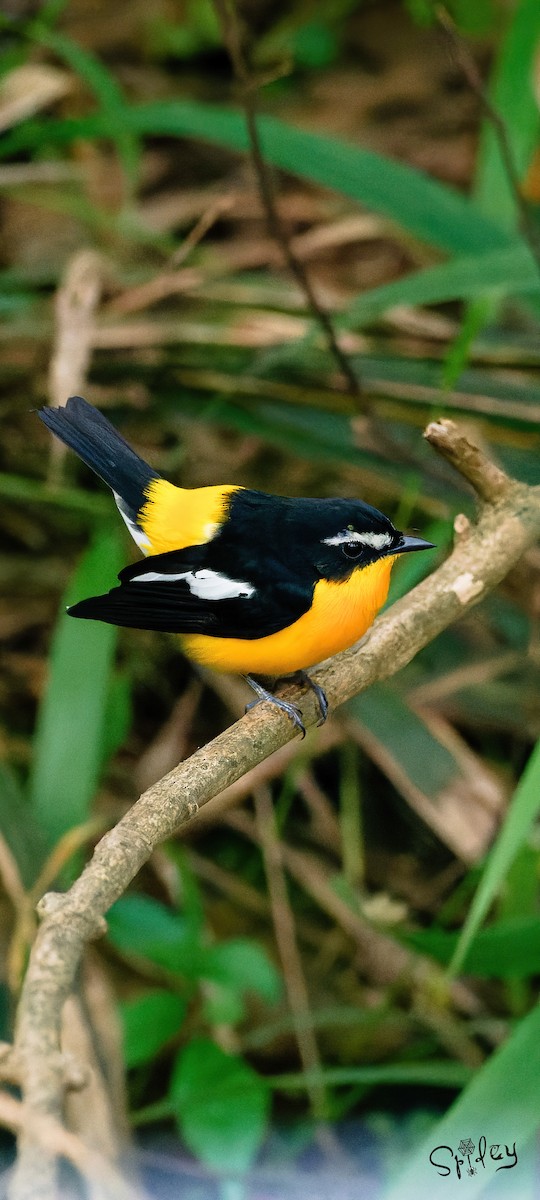 Yellow-rumped Flycatcher - Xingyu Li