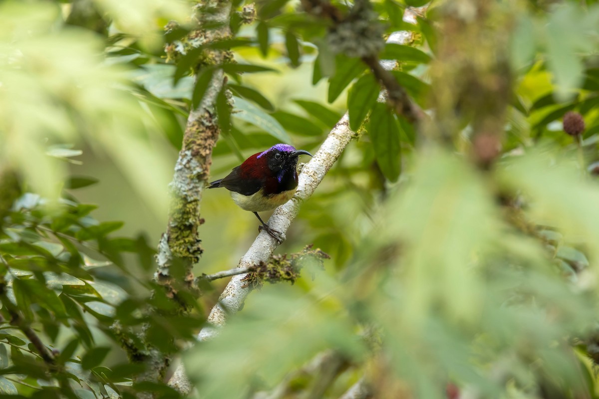 Black-throated Sunbird - Bao Shen Yap