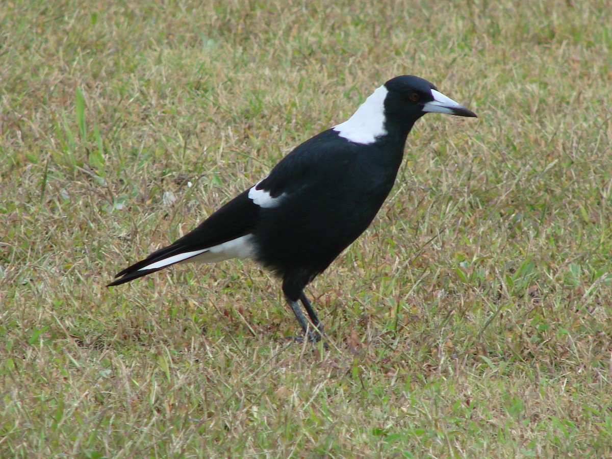 Australian Magpie - Andrew Bishop