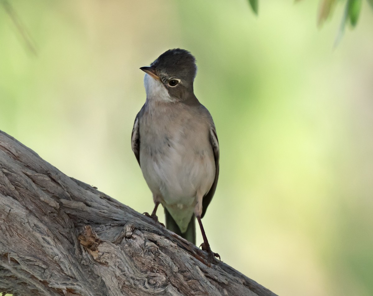 Greater Whitethroat - chandana roy