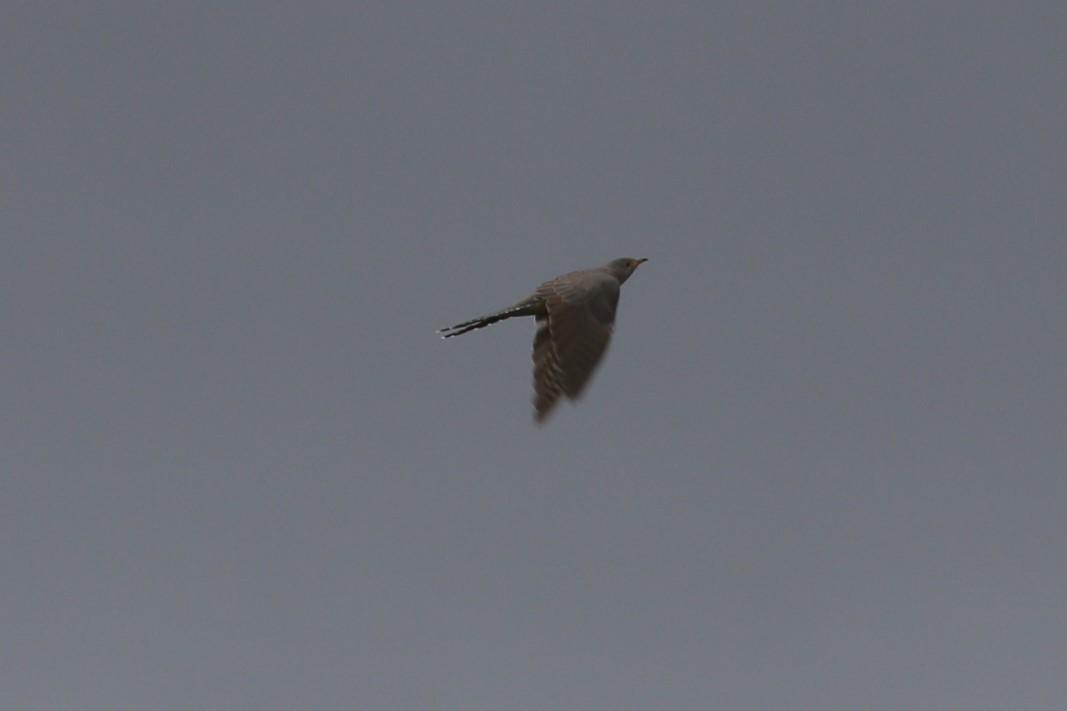 Common Cuckoo - Kit Britten
