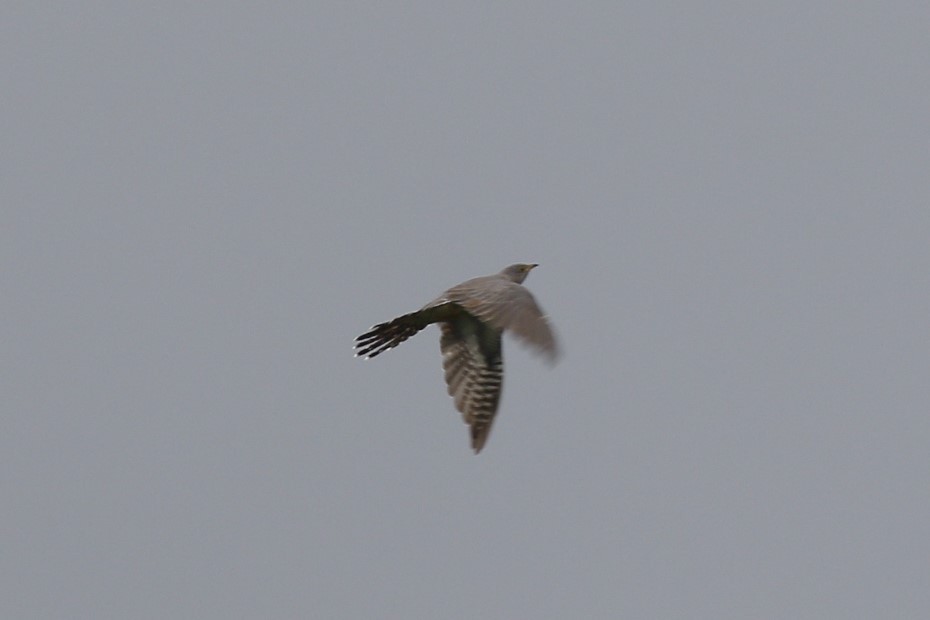 Common Cuckoo - Kit Britten