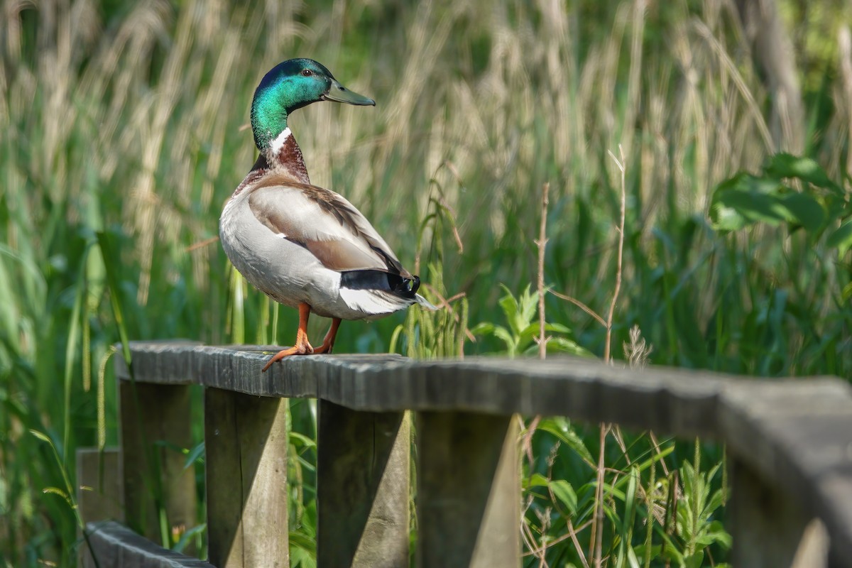 Mallard - Jyoti Chauhan