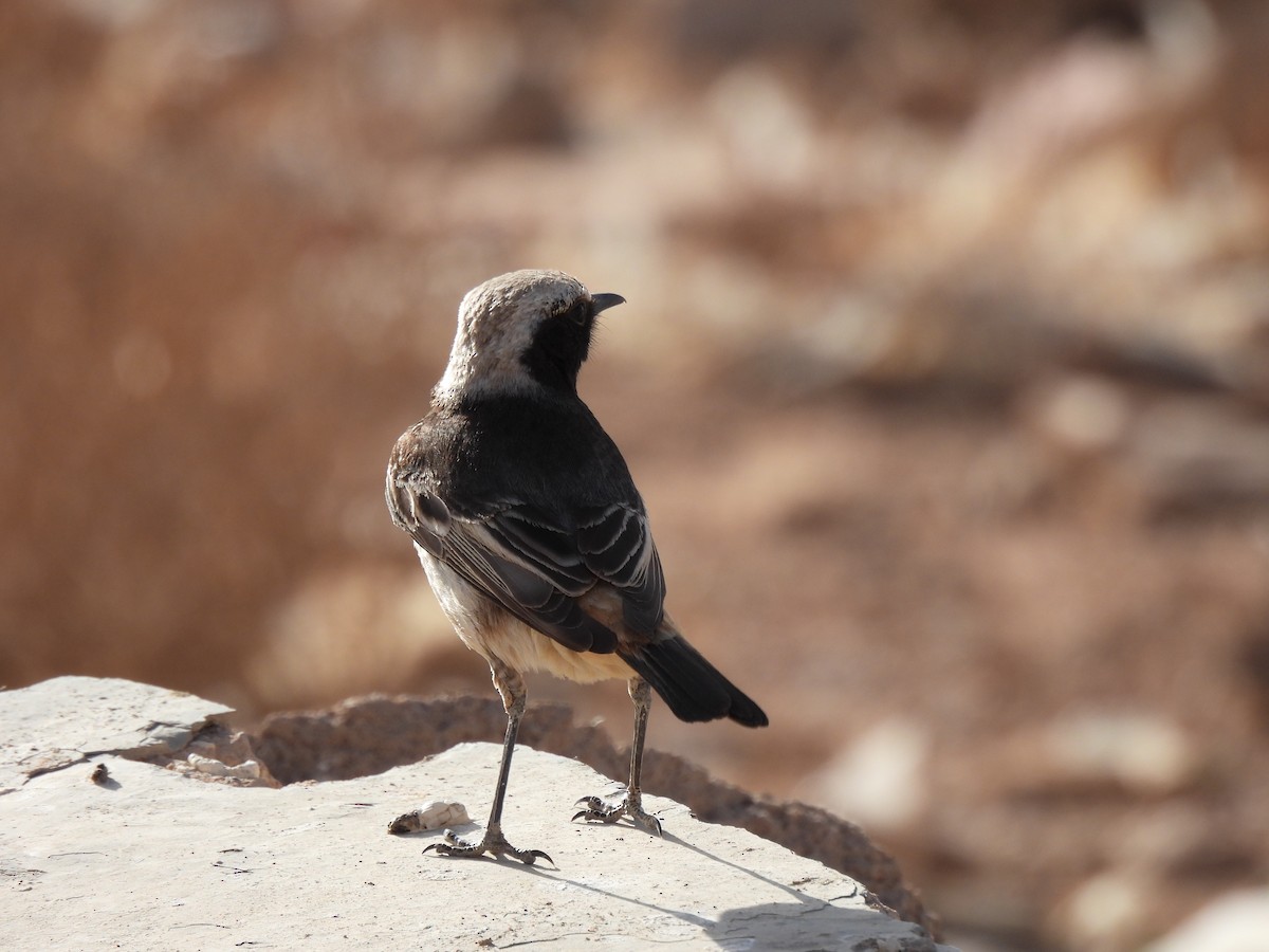 Red-rumped Wheatear - ML619610135