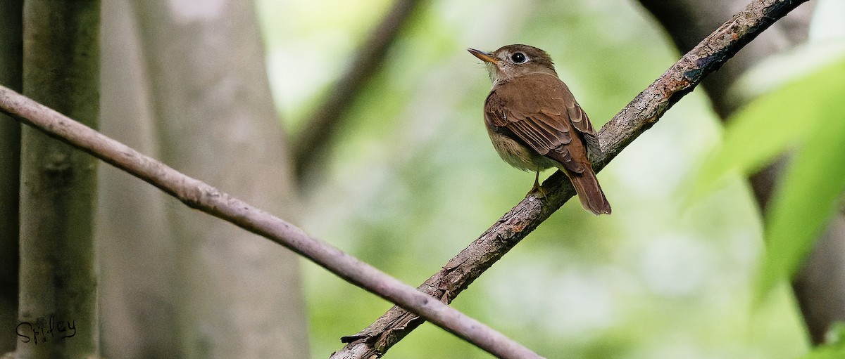 Brown-breasted Flycatcher - ML619610136