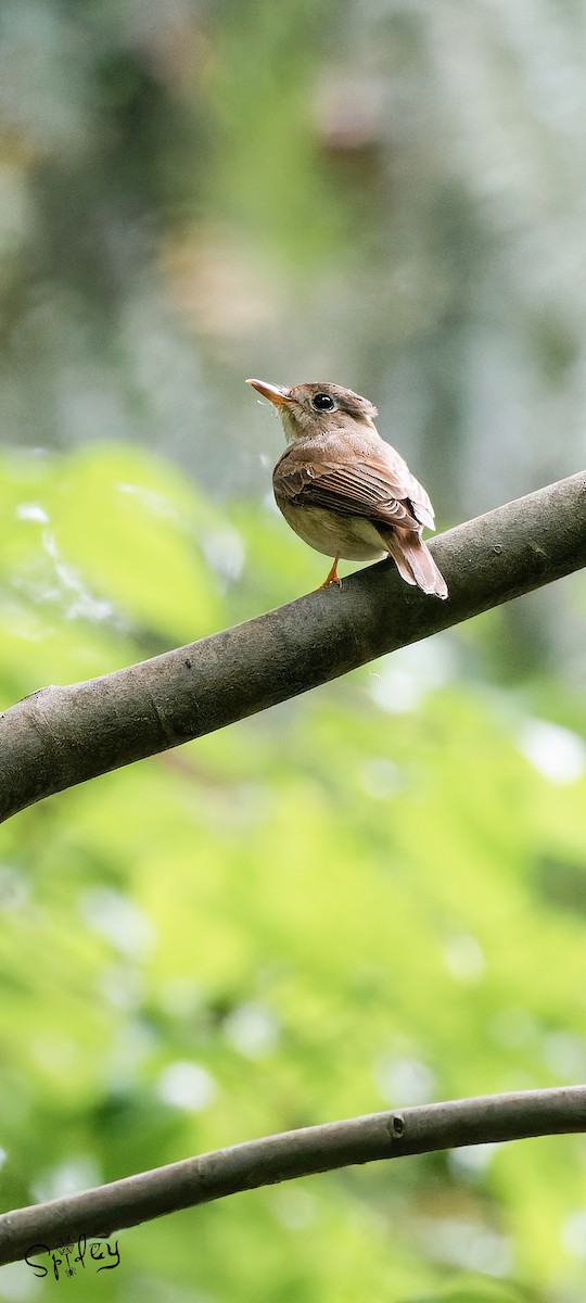 Brown-breasted Flycatcher - ML619610137