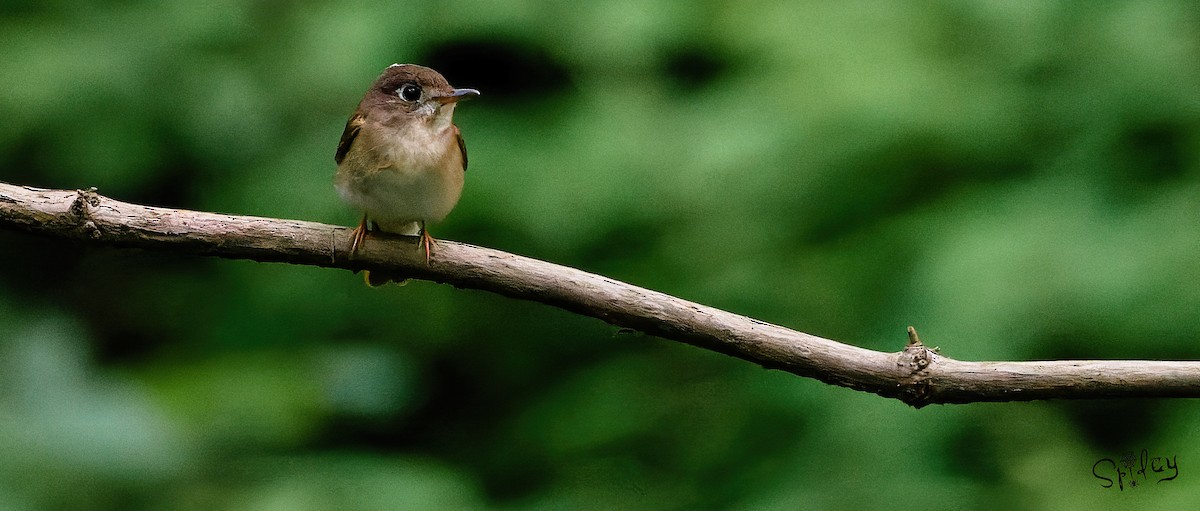 Brown-breasted Flycatcher - ML619610138