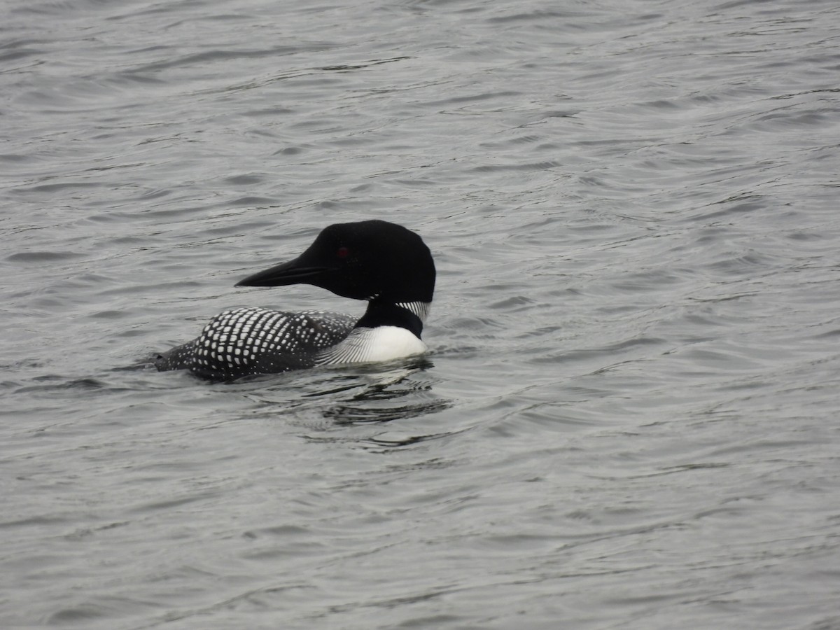 Common Loon - Rhonda Langelaan