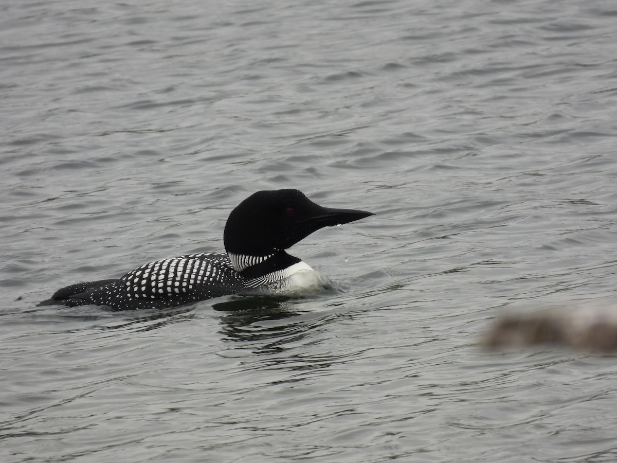 Common Loon - Rhonda Langelaan