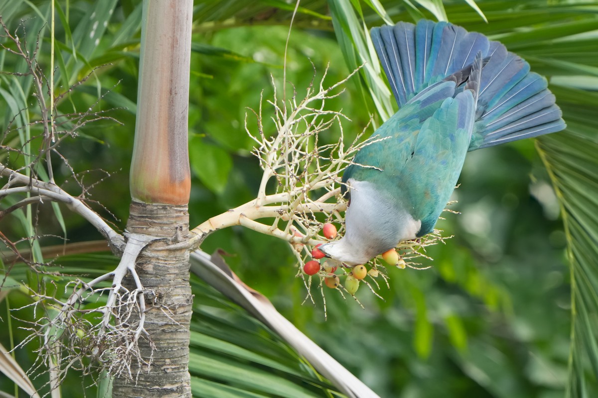 Green Imperial-Pigeon - Edmond Sham