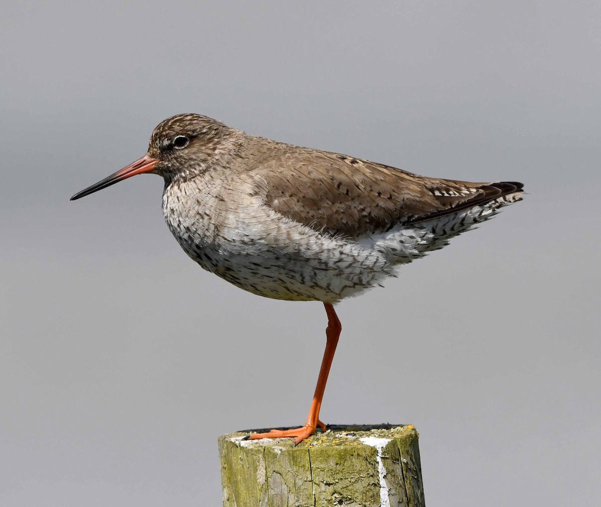 Common Redshank - Chris Chapleo