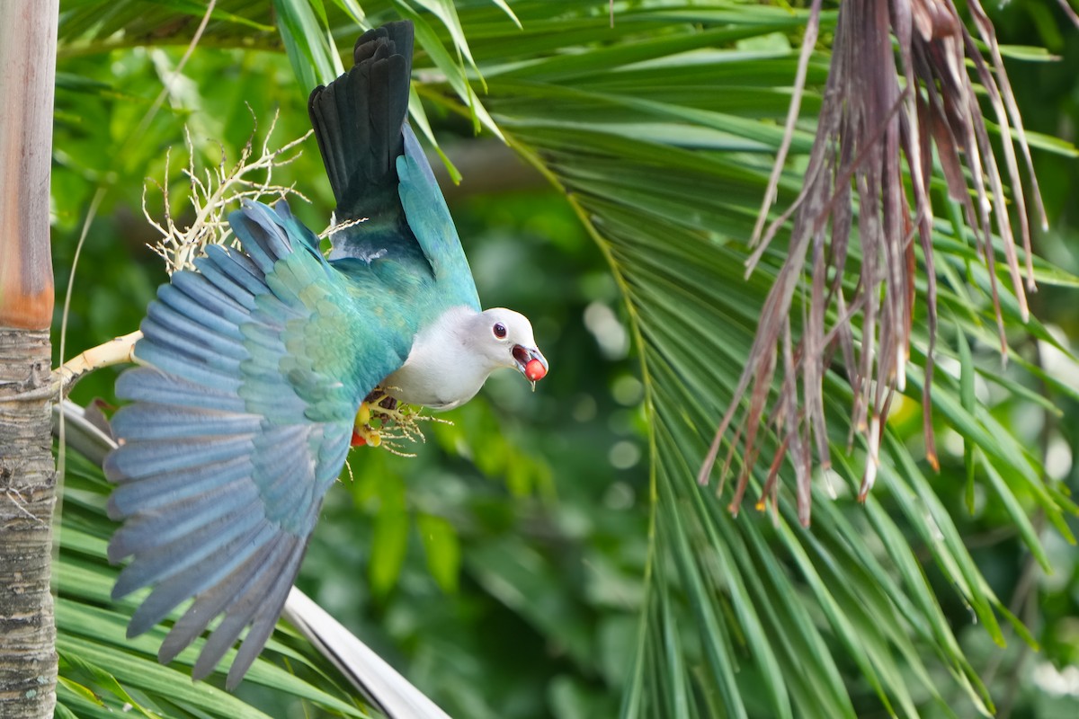 Green Imperial-Pigeon - Edmond Sham