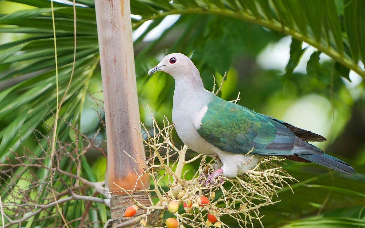 Green Imperial-Pigeon - Edmond Sham