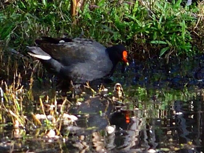 Dusky Moorhen - Chris Munson