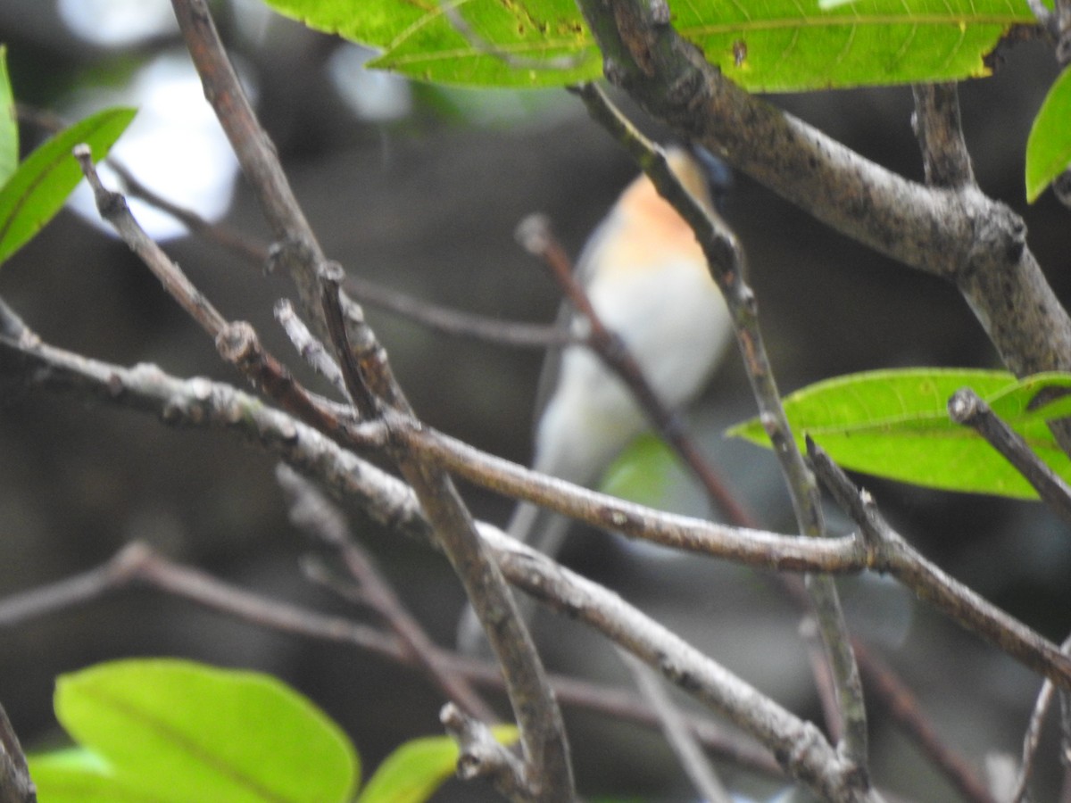 Leaden Flycatcher - Monica Mesch