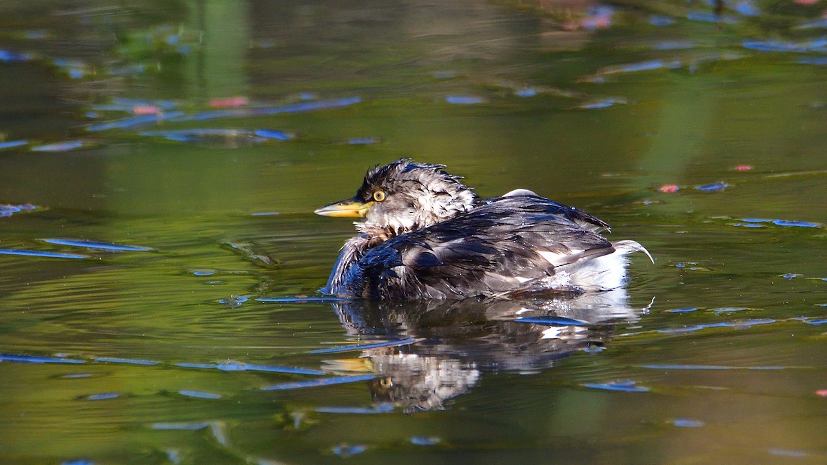 Australasian Grebe - Chris Munson