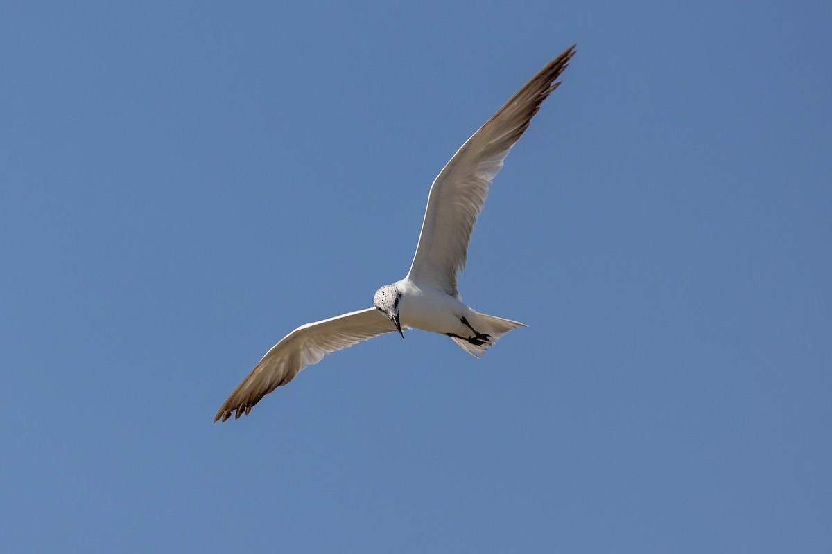 Gull-billed Tern - ML619610160