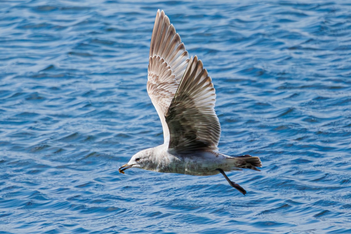 Short-billed Gull - ML619610164