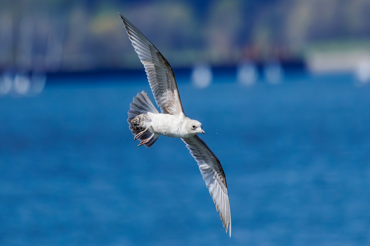 Short-billed Gull - Frank Lin