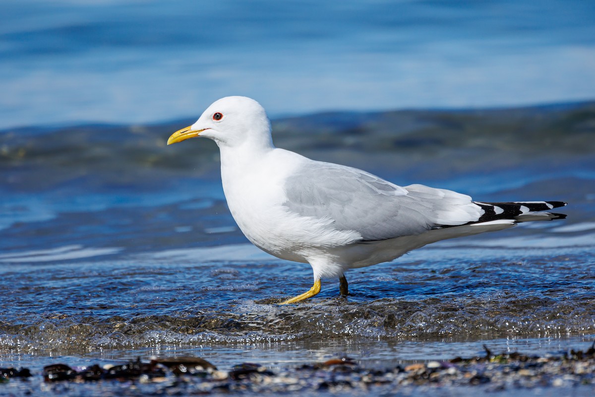 Short-billed Gull - Frank Lin