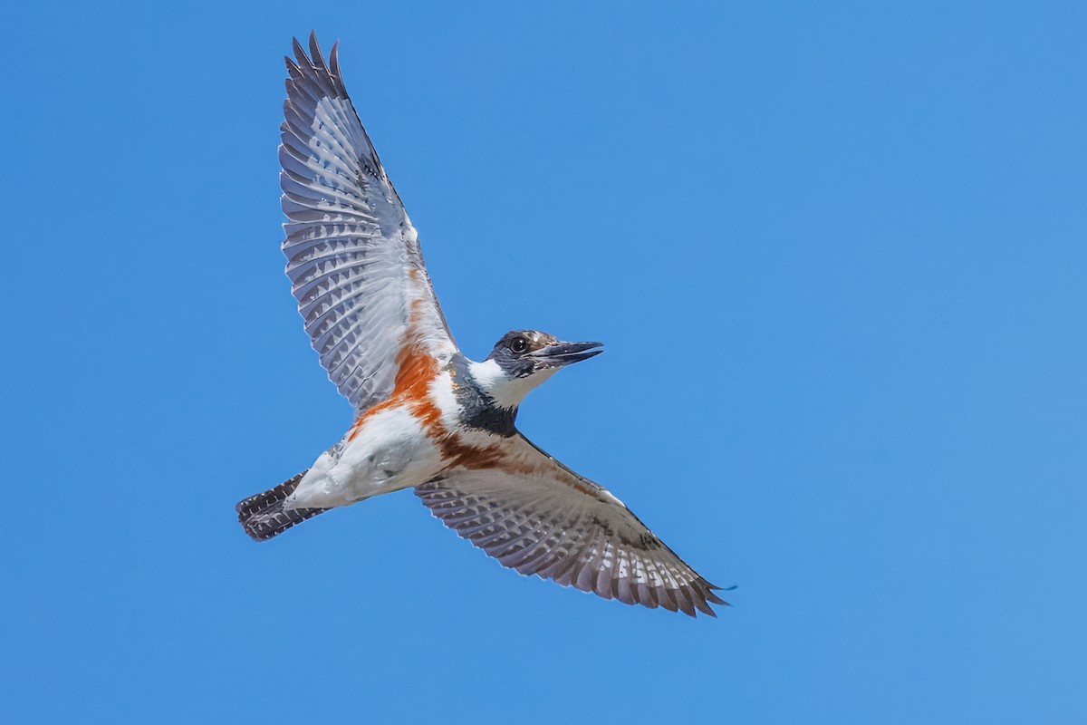 Belted Kingfisher - Frank Lin