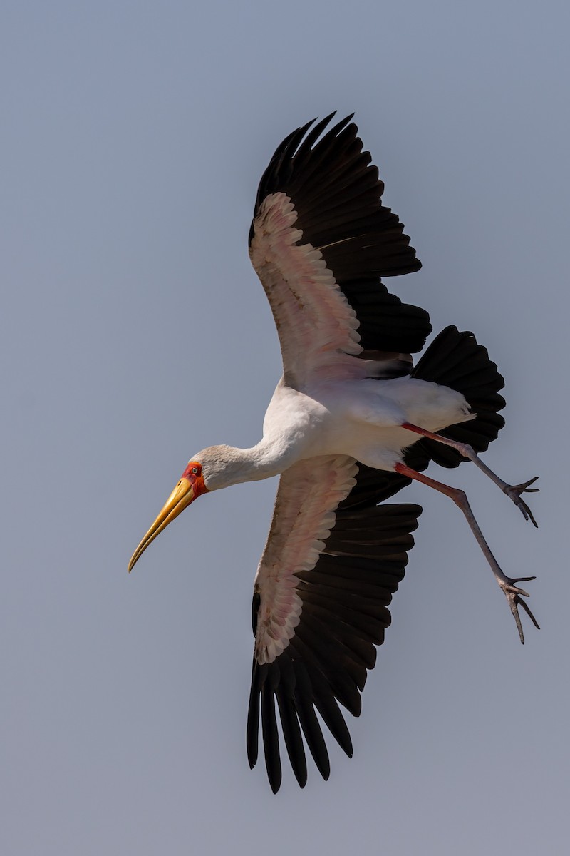 Yellow-billed Stork - ML619610174