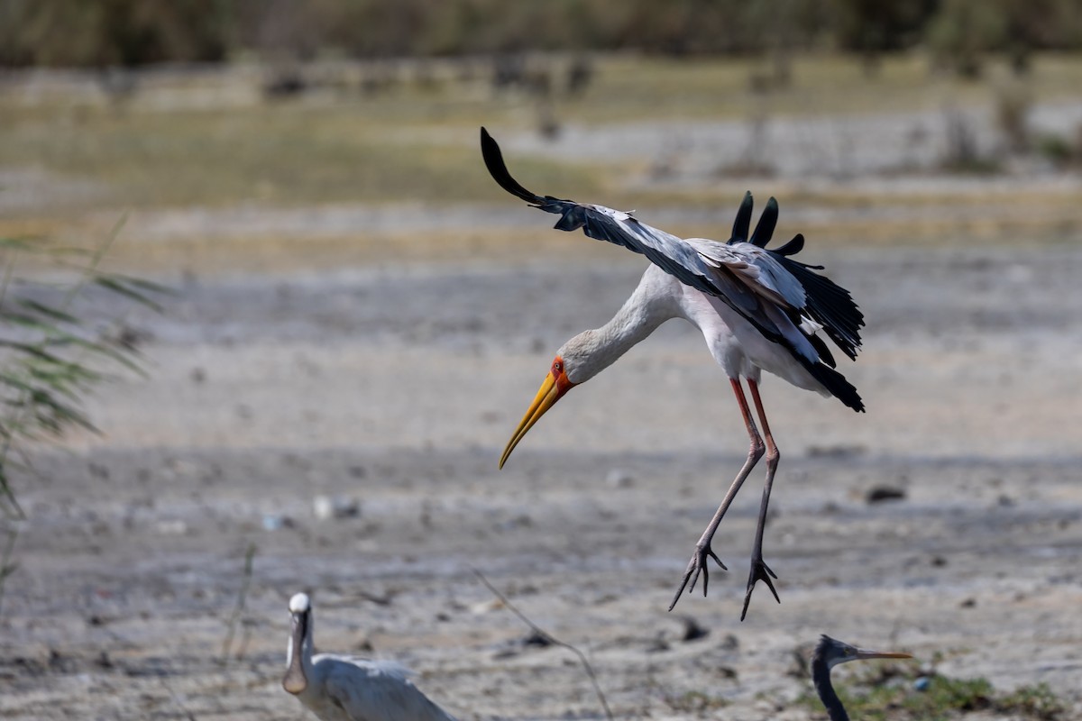 Yellow-billed Stork - ML619610175