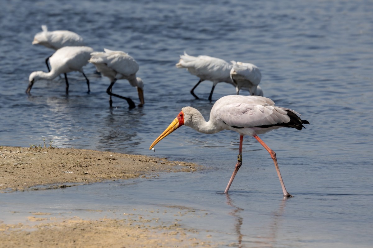 Yellow-billed Stork - ML619610176