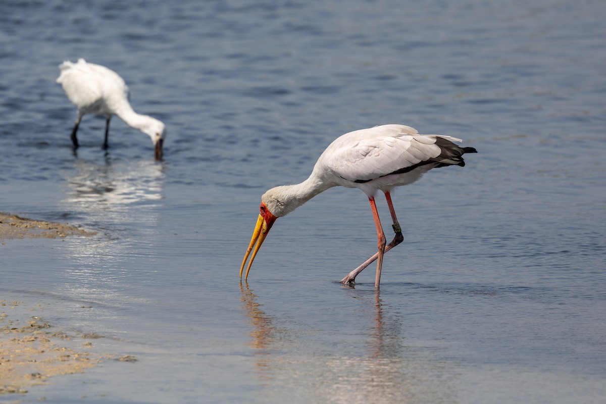 Yellow-billed Stork - ML619610180