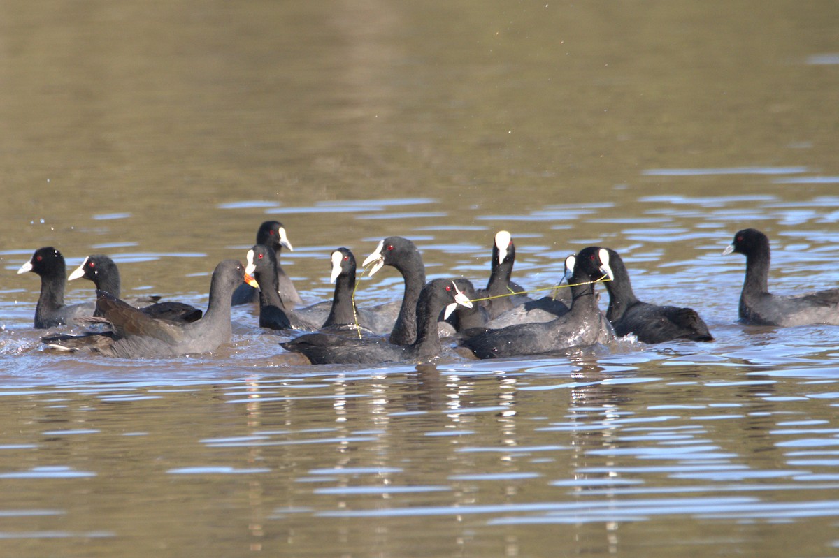 Eurasian Coot - Chris Munson