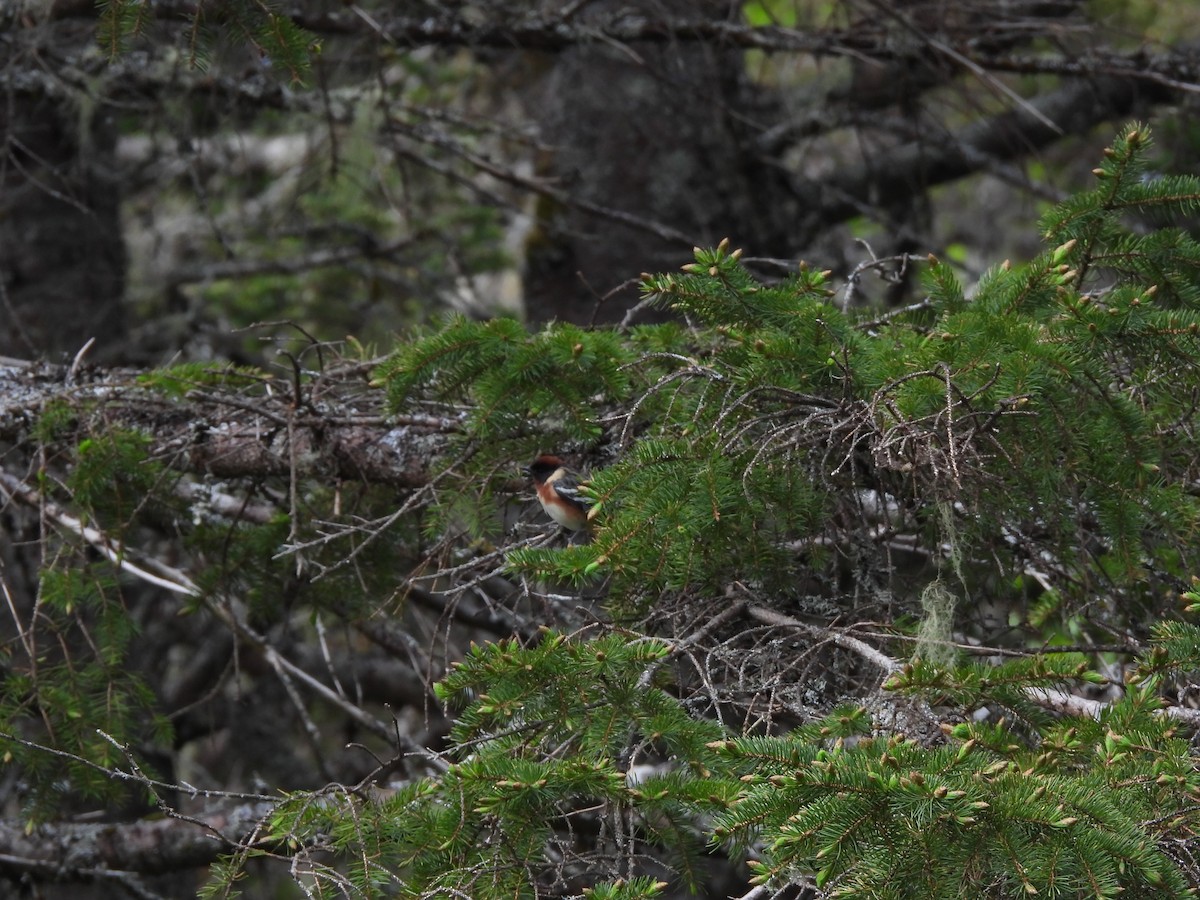 Bay-breasted Warbler - Rhonda Langelaan