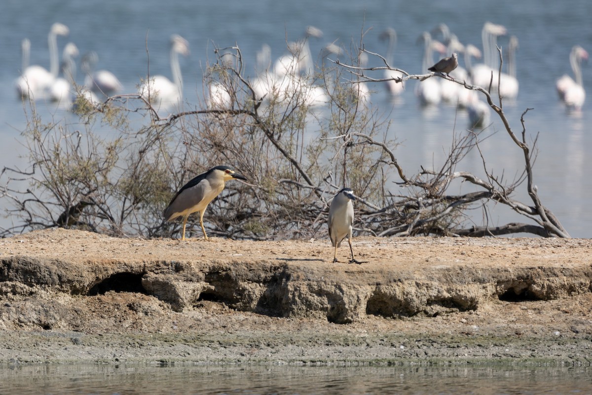 Black-crowned Night Heron - Nikos Mavris