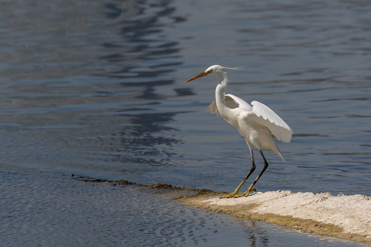 Western Reef-Heron - Nikos Mavris